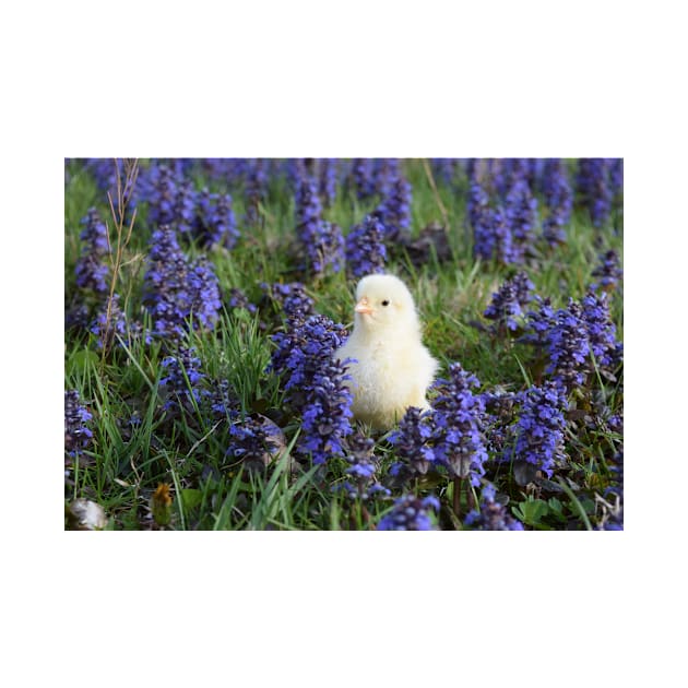 Baby Chick in Garden by kawaii_shop