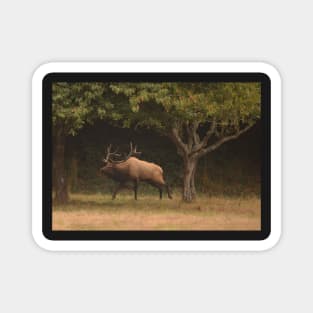 Bull Elk in the Orchard Magnet