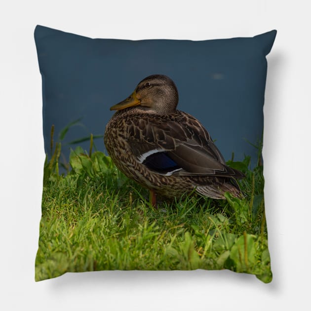 Duck in the grass Pillow by EvgeniiV