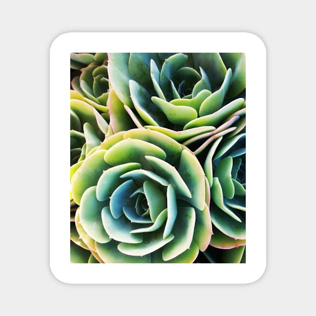 Succulent Rose Magnet by LittleBean