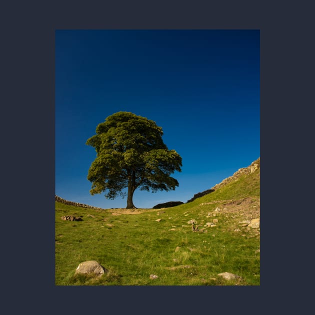 The Sycamore Gap Tree, Hadrian's Wall by BrianPShaw