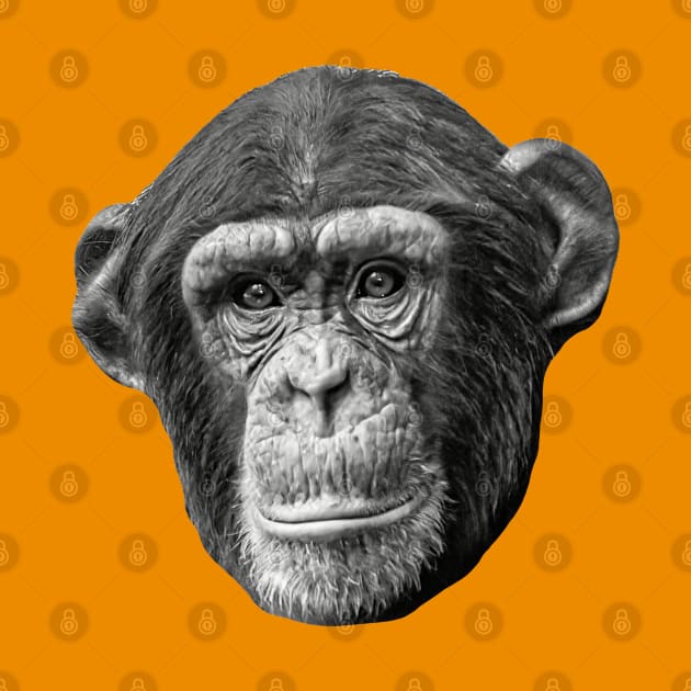 Chimpanzee by dalyndigaital2@gmail.com