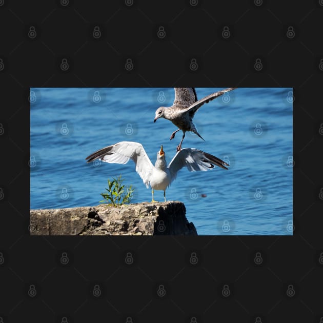 A Gull Swooping In Above Another Gull. by BackyardBirder