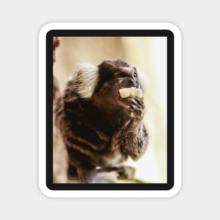 Marmoset | Unique Beautiful Travelling Home Decor | Phone Cases Stickers Wall Prints | Scottish Travel Photographer  | ZOE DARGUE PHOTOGRAPHY | Glasgow Travel Photographer Magnet