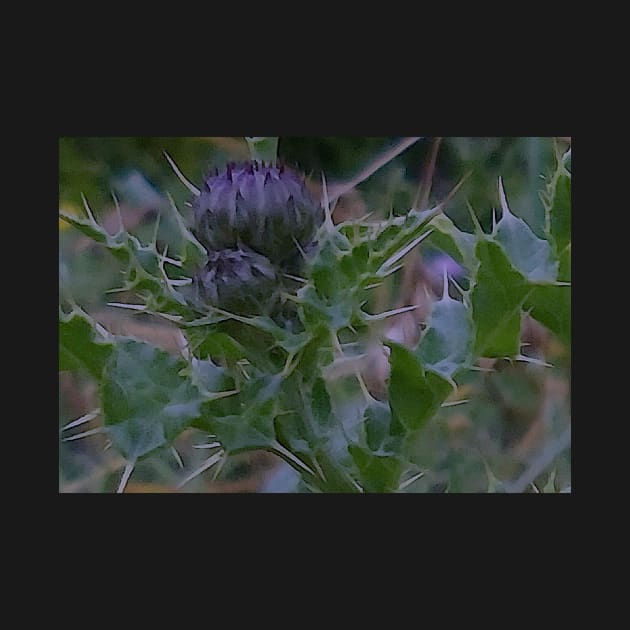 Thistle Buds by MagsWilliamson