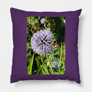 Pollen gathering from a Globe Thistle Pillow