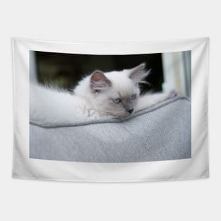 the gray and white ragdoll cat chills Tapestry