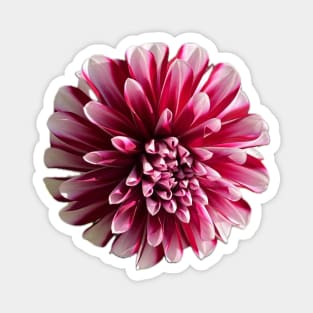 Red and white Dahlia flower Magnet