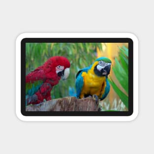 a pair of macaws Magnet