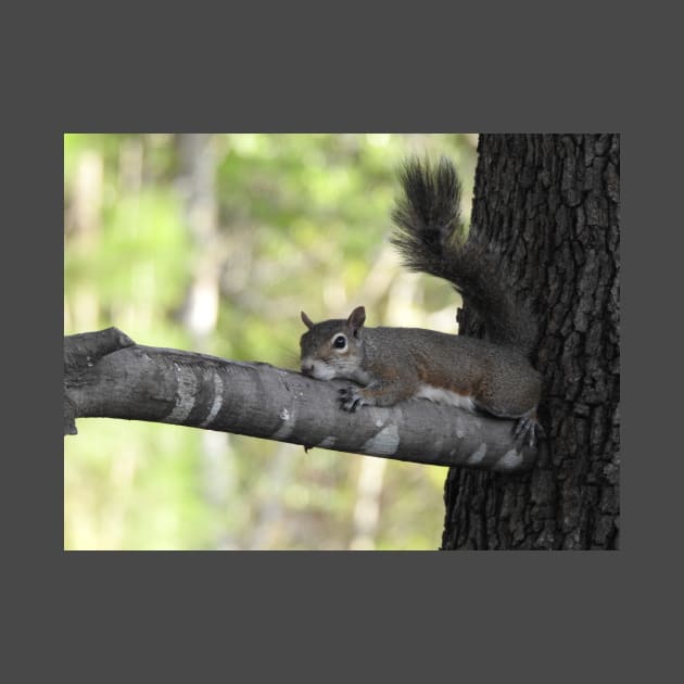 Eastern Gray Squirrel by eBirder