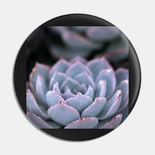 Morning Echeveria #3 Pin