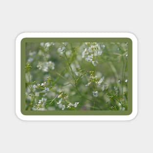 beautiful white wild flowers Magnet