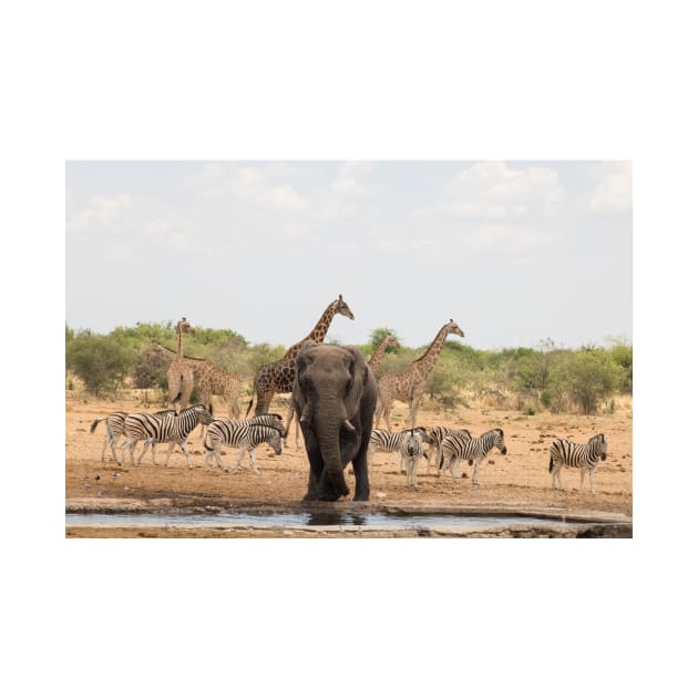 Zebra giraffe and elephant at the waterhole by HazelWright