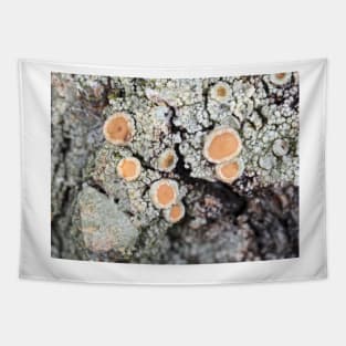 Lichen on a tree bark Tapestry