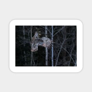 Hover - Great Grey Owl Magnet