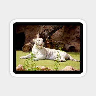 White Tiger (Bengal) Magnet