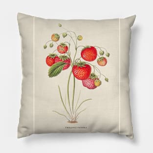 Strawberry Antique Botanical Illustration Pillow