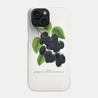 Snyder Blackberry Lithograph (1900) Phone Case