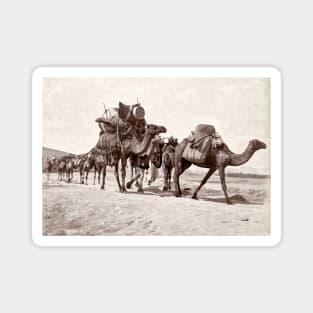 Camel Caravan, Biskra, Algeria 1880 Magnet