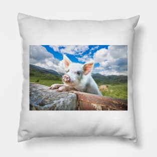 Cute White Pig Looking Over Wall Pillow