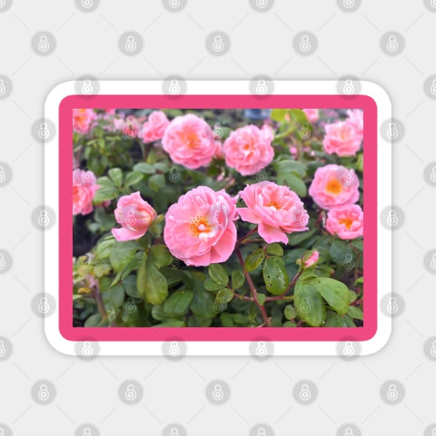 Photorealistic Roses - Rose Garden Magnet by CursedContent