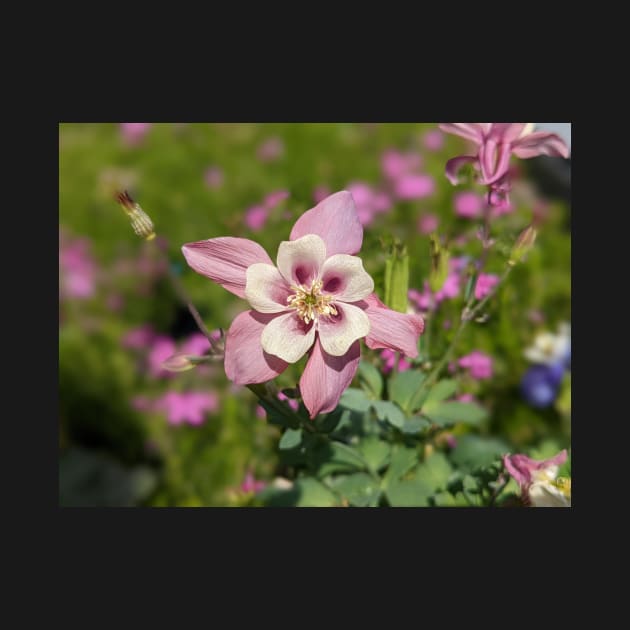 Columbine in Meadow by AustaArt