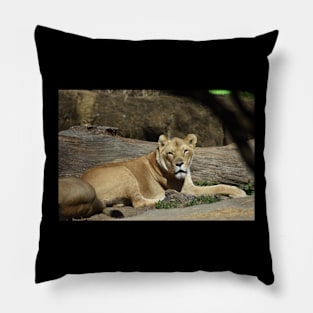 Lioness Pillow