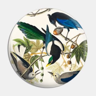 Yellow-Billed Magpie, Stellers Jay, Ultramarine Jay and Clark's Crow from Birds of America (1827) Pin