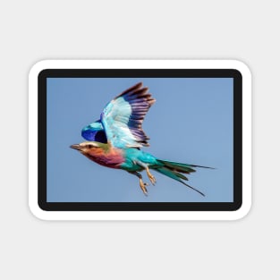 Lilac-breasted Roller in Flight Magnet