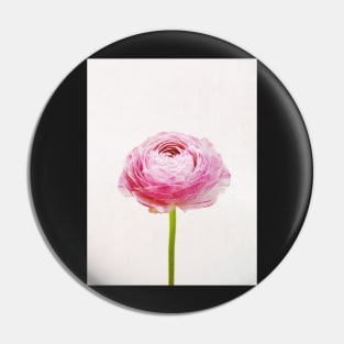 Ranunculus Pin