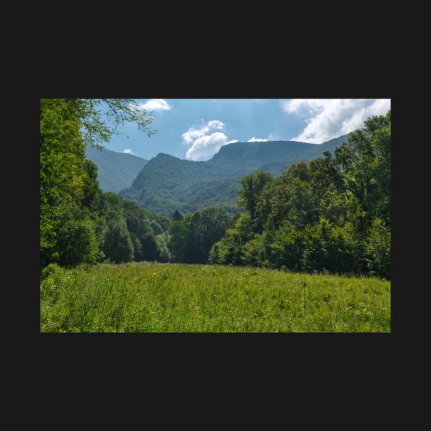 Deciduous forest in the summer by naturalis