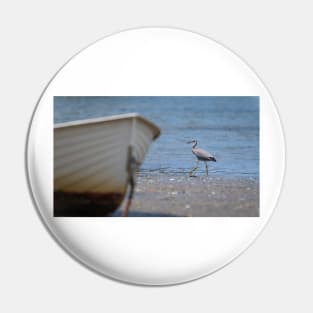 White-faced heron juvenile at waters edge beyond bow of boat Pin