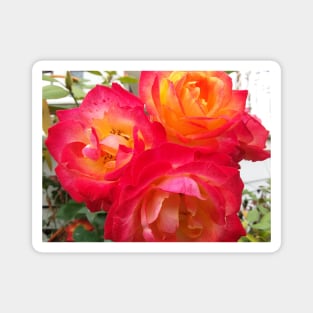 Roses in the garden Magnet