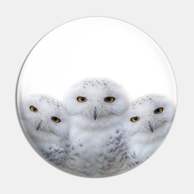 Mother Snowy Owl & Owlets Pin by walkswithnature