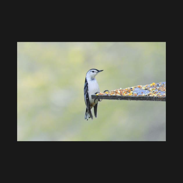 Nuthatch by LaurieMinor