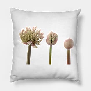 Allium karataviense   AGM  Kara Tau garlic Pillow