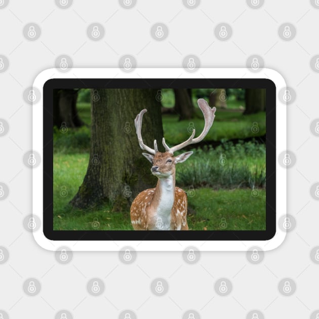 Fallow Deer Magnet by Russell102