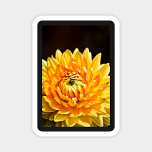 Bright Yellow Chrysanthemum Magnet