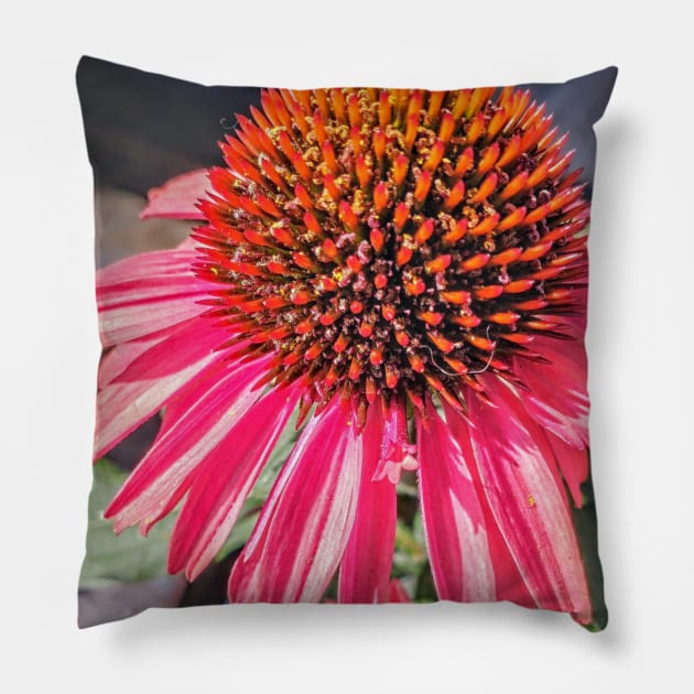 Artisan Echinacea Health Pillow by Nicole RAE Schleicher 