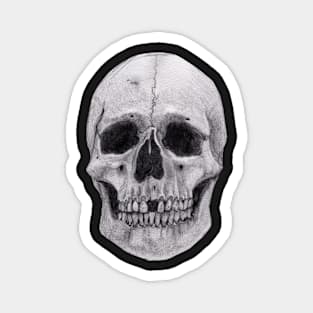 Skull Sketch - Anatomy Drawing - Skeleton Magnet