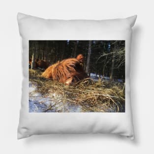 Scottish Highland Cattle Calf 1925 Pillow