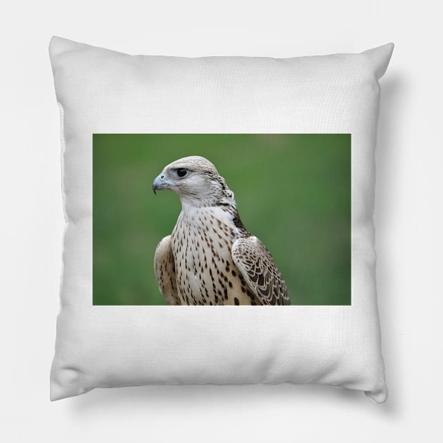 Saker Falcon Pillow by kawaii_shop