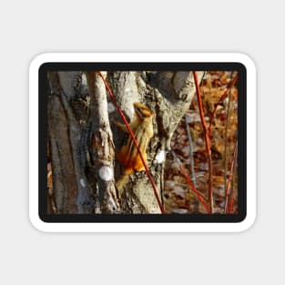 Chipmunk Climbing a Tree Magnet