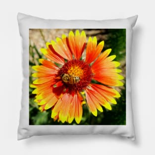 Orange and Red Gaillardia Prairie Flower with Bee Macro Pillow