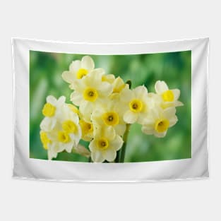 Narcissus  &#39;Pacific Coast&#39;  AGM    Division 8 Tazetta Daffodil Tapestry