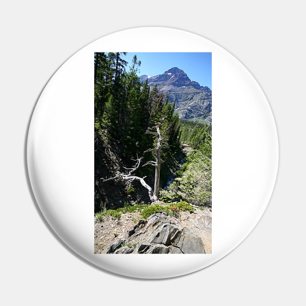 Glacier National Park, Dead Tree and Mountain Pin by StonePics