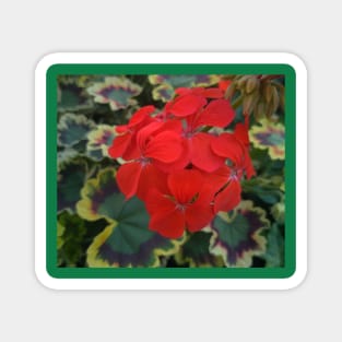 Geranium (Pelargonium) Coral Flowers Magnet