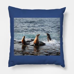 Sea Lions, marine life, wildlife, gifts, Feeling Good Pillow