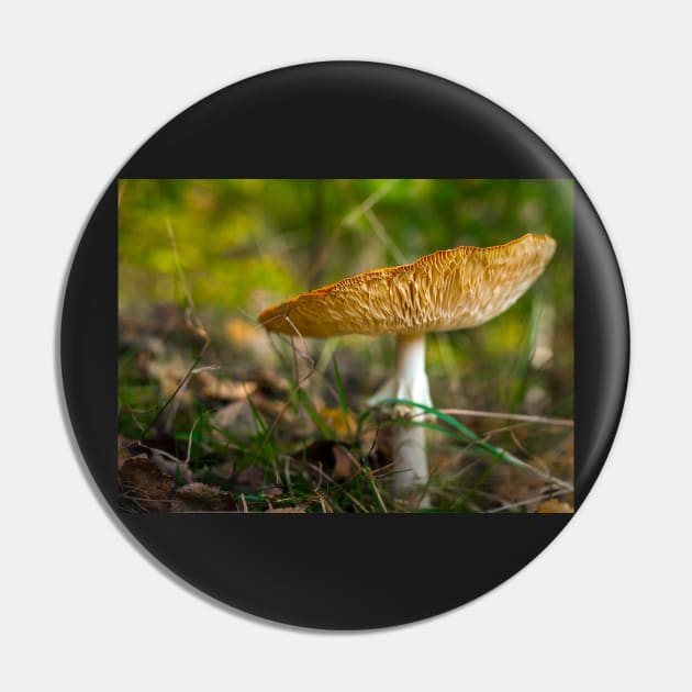 Poisonous fly agaric mushroom Pin by naturalis