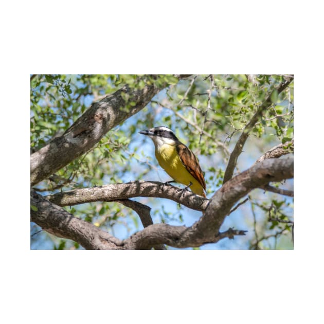 Great Kiskadee in Tree Filtered Light by Debra Martz